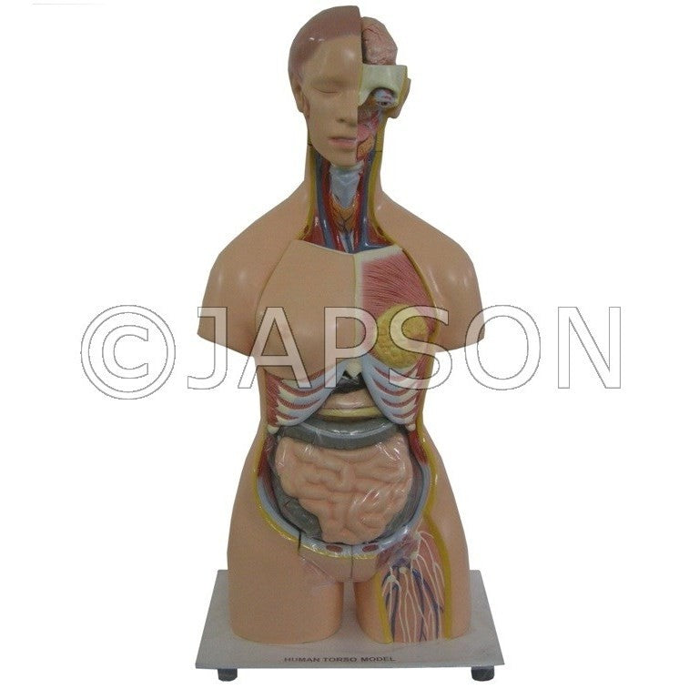 Model, Human Torso Model, Human Torso